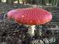 Légyölő galóca (Amanita muscaria), Őrség